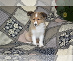 Puppy Sweetie Shetland Sheepdog