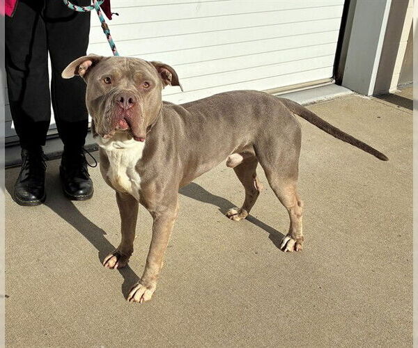 Medium Photo #1 Mutt Puppy For Sale in Louisville, KY, USA