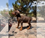 Small #2 Doberman Pinscher