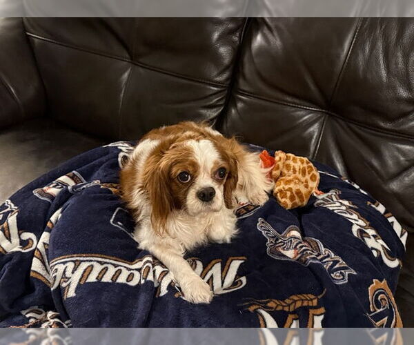 Medium Photo #2 Cavalier King Charles Spaniel Puppy For Sale in Mukwonago, WI, USA