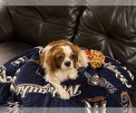 Small #1 Cavalier King Charles Spaniel