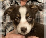 Small #5 Miniature Australian Shepherd