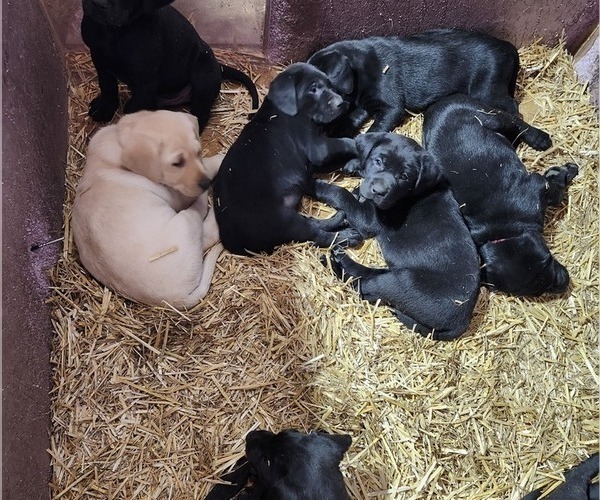 Medium Photo #1 Labrador Retriever Puppy For Sale in BARRON, WI, USA