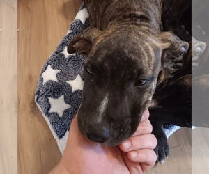 Staffordshire Bull Terrier-Unknown Mix Dogs for adoption in New Orleans, LA, USA