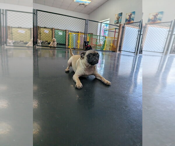 Medium Photo #3 Pug-Unknown Mix Puppy For Sale in Vail, AZ, USA