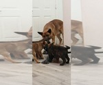 Small Photo #1 Dutch Shepherd Dog-German Shepherd Dog Mix Puppy For Sale in HENDERSON, NV, USA