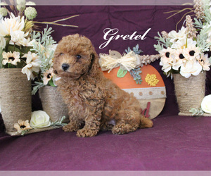 Poodle (Toy) Puppy for sale in CHANUTE, KS, USA