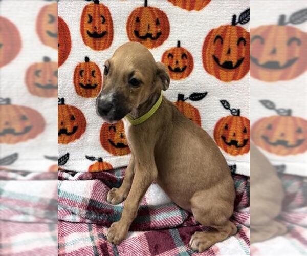 Medium Photo #1 Labrador Retriever-Unknown Mix Puppy For Sale in Conroe, TX, USA