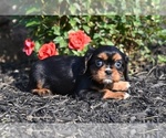 Small #1 Cavalier King Charles Spaniel