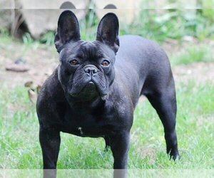 Father of the French Bulldog puppies born on 12/01/2022