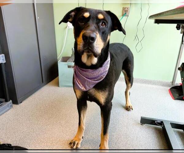 Medium Photo #1 Rottweiler-Unknown Mix Puppy For Sale in Orange, CA, USA