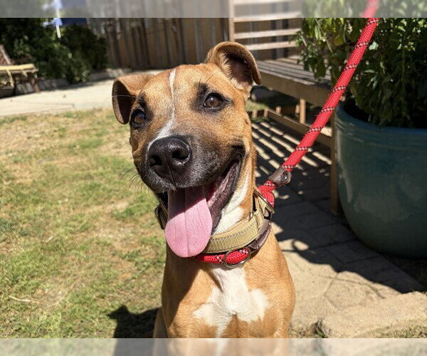 Medium Photo #1 Boxer-Unknown Mix Puppy For Sale in Ojai, CA, USA