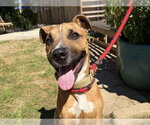 ROCKY - Male Boxer-Unknown Mix Dog for Adoption - Small photo