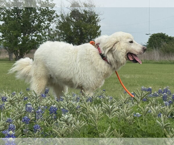Medium Photo #2 Great Pyrenees Puppy For Sale in Spring, TX, USA
