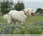 Small #1 Great Pyrenees