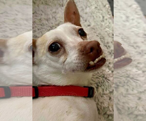Medium Photo #10 Chihuahua-Unknown Mix Puppy For Sale in Spring Lake, NC, USA