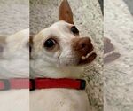 Small #9 Chihuahua Mix