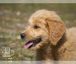 Small #1 Golden Pyrenees-Poodle (Standard) Mix