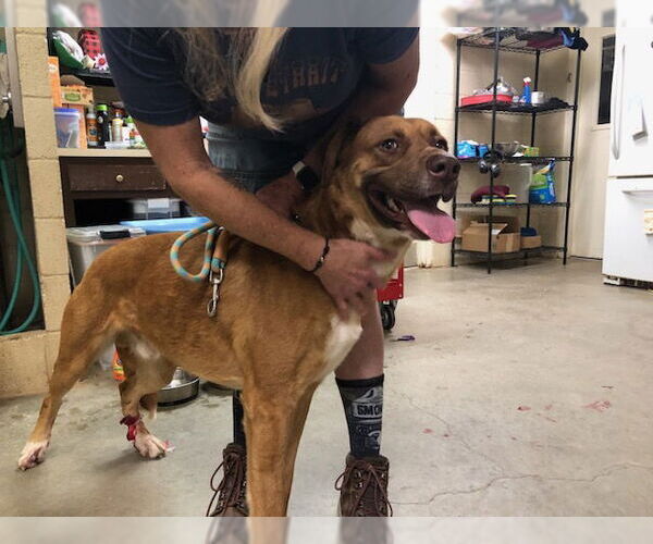 Medium Photo #2 Boxer Puppy For Sale in Amarillo, TX, USA