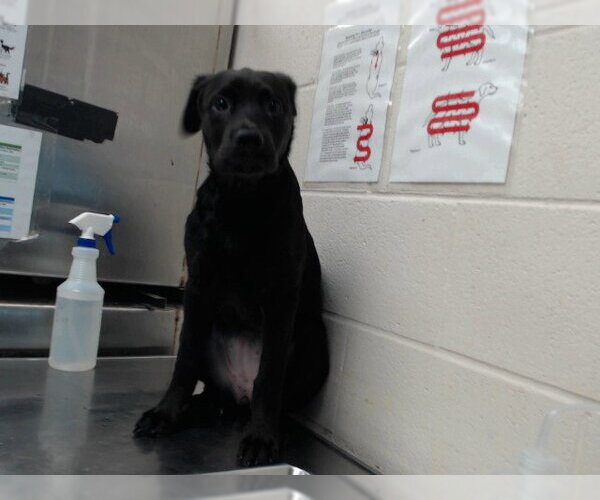 Medium Photo #1 Labrador Retriever-Unknown Mix Puppy For Sale in Fayetteville, NC, USA