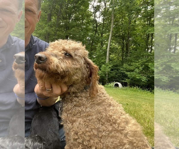 Medium Photo #1 Springerdoodle Puppy For Sale in CHETEK, WI, USA