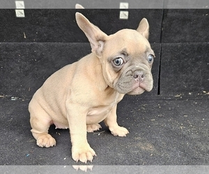 French Bulldog Puppy for sale in PHILADELPHIA, PA, USA
