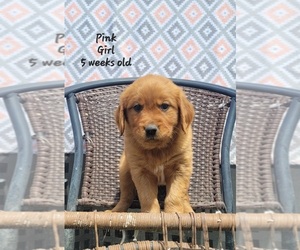 Golden Retriever Puppy for sale in COULEE CITY, WA, USA