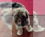 Small Photo #7 Havanese Puppy For Sale in JEFFERSON, GA, USA