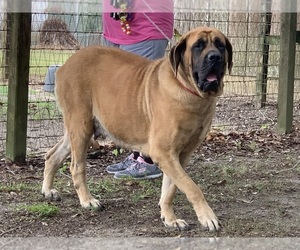 Mastiff Puppy for sale in CHAUVIN, LA, USA