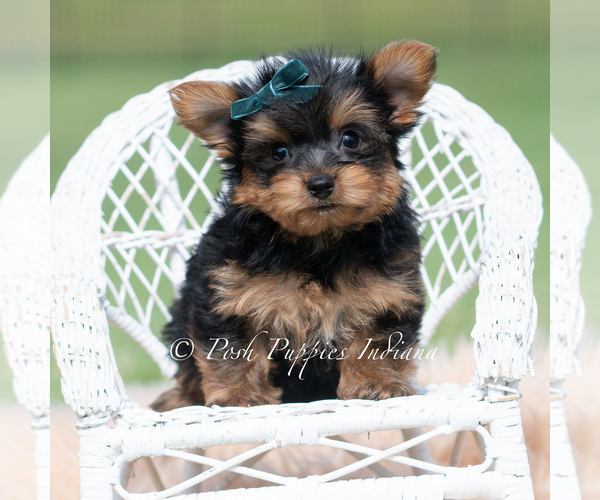 Medium Photo #27 Yorkshire Terrier Puppy For Sale in WARSAW, IN, USA