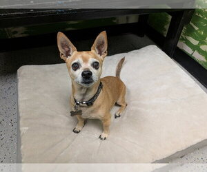 Dexter - Male Chihuahua-Unknown Mix Dog for Adoption - Photo #2