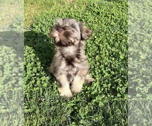 Schnauzer (Miniature) Puppy for Sale in WALNUT COVE, North Carolina USA