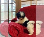 Small Photo #4 Shih Tzu Puppy For Sale in OCKLAWAHA, FL, USA