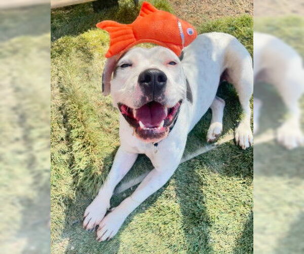Medium Photo #5 American Pit Bull Terrier-Unknown Mix Puppy For Sale in Ventura, CA, USA