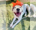 Small #4 American Pit Bull Terrier Mix