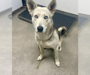 Siberian Husky-Unknown Mix Dogs for adoption in HESPERIA, CA, USA