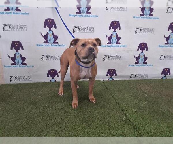 Medium Photo #1 American Pit Bull Terrier-Unknown Mix Puppy For Sale in Orlando, FL, USA