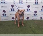 Small American Pit Bull Terrier Mix