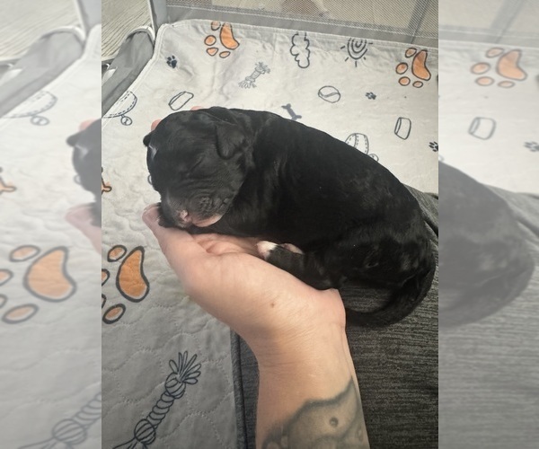 Medium Photo #49 Aussiedoodle-Bernedoodle Mix Puppy For Sale in BELTON, SC, USA