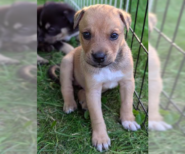 Medium Photo #6 Mutt Puppy For Sale in Brooklyn Center, MN, USA