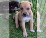 Small #5 Mutt