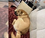Small Chinese Shar-Pei