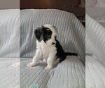 Small Photo #7 Sheepadoodle Puppy For Sale in TAYLOR, MI, USA