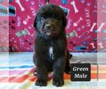 Small Photo #1 Saint Berdoodle Puppy For Sale in BERESFORD, SD, USA