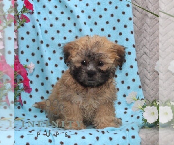Medium Photo #2 Zuchon Puppy For Sale in RISING SUN, MD, USA
