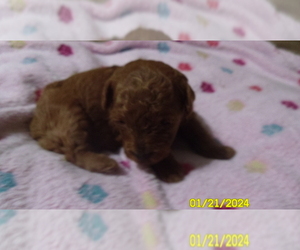 Poodle (Toy) Puppy for sale in DULUTH, GA, USA