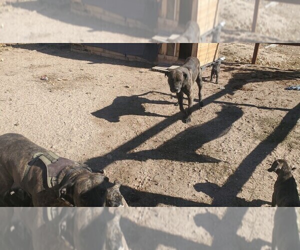 Medium Photo #5 American Pit Bull Terrier-Presa Canario Mix Puppy For Sale in FALCON, CO, USA