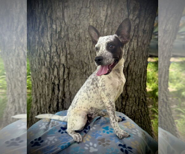 Medium Photo #1 Boston Terrier-Unknown Mix Puppy For Sale in Pleasanton, TX, USA