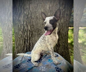 Boston Terrier-Unknown Mix Dogs for adoption in Pleasanton, TX, USA