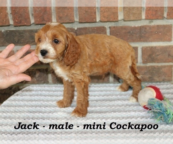 Medium Photo #3 Cockapoo Puppy For Sale in CLARKRANGE, TN, USA